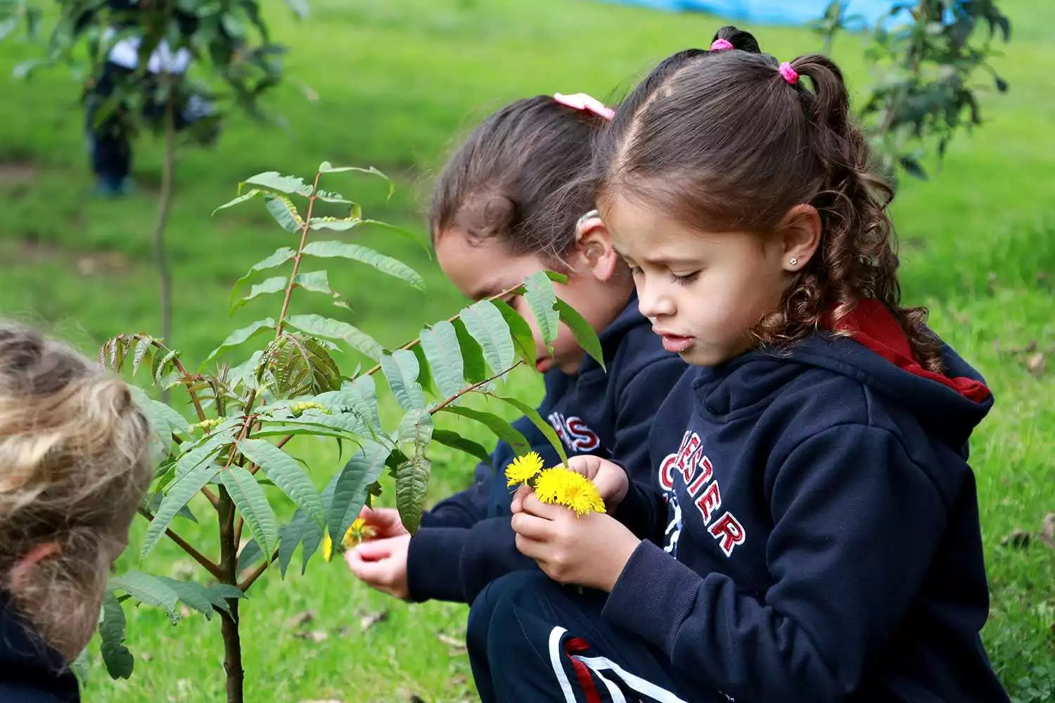 Imagen Colegio Rochester